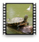 collage image title