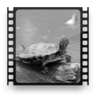 collage image title