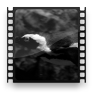 collage image title