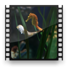 collage image title