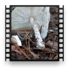 collage image title