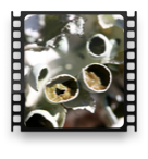 collage image title