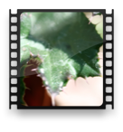 collage image title